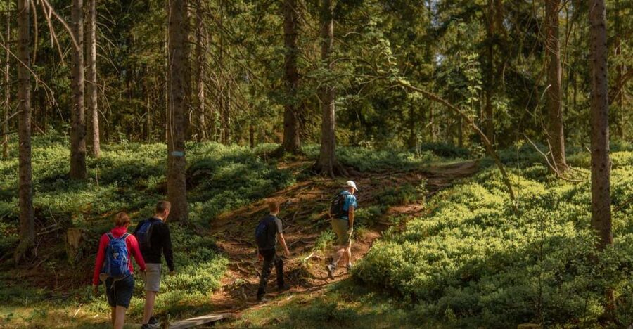 Oslo: Skjennungstoppen Wildlife Forest Hiking Tour - Why this Oslo forest hike feels different