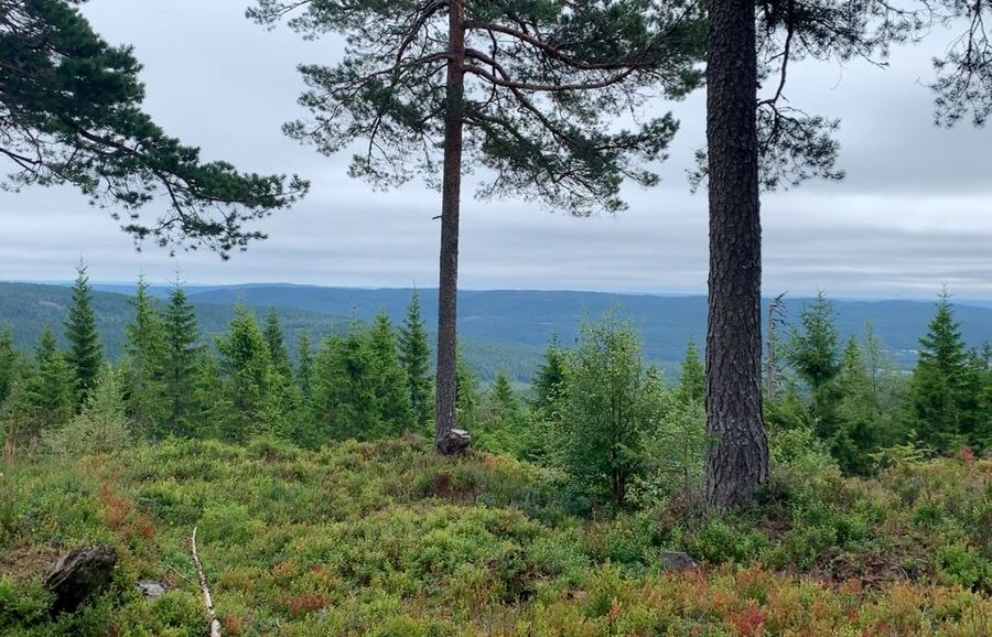 Oslo: Skjennungstoppen Wildlife Forest Hiking Tour - Walking through Nordmarka toward Skjennungstoppen