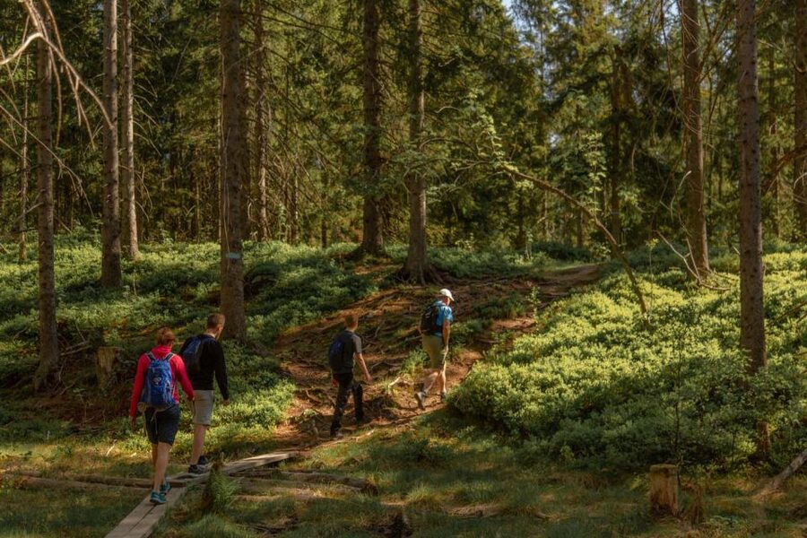Oslo: Skjennungstoppen Wildlife Forest Hiking Tour - Skjennungenstua, coffee, and Norwegian waffles