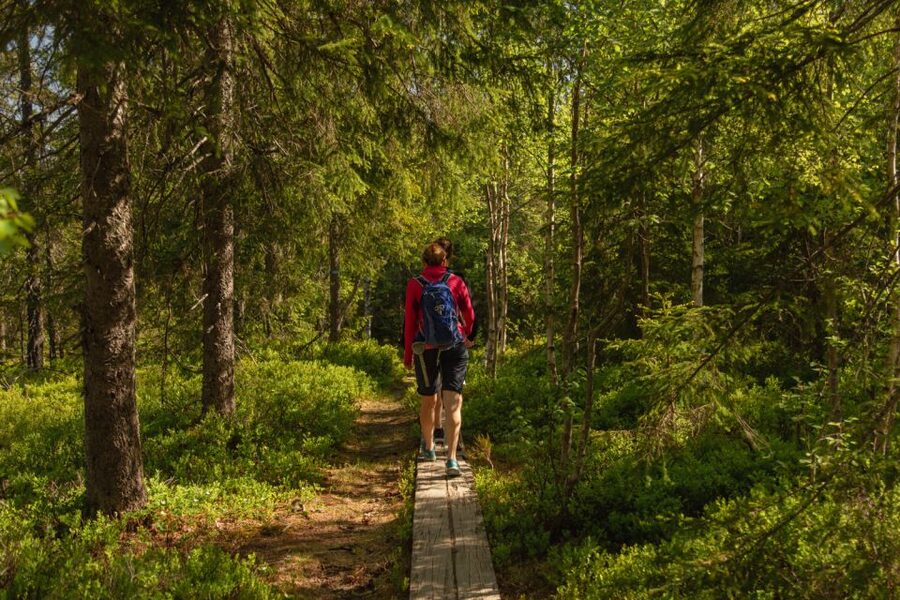 Oslo: Skjennungstoppen Wildlife Forest Hiking Tour - Finishing at Sognsvann Lake