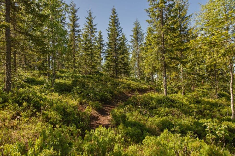 Oslo: The Spectacular Holmenkollen Walk - Fitness, footwear, and age limits