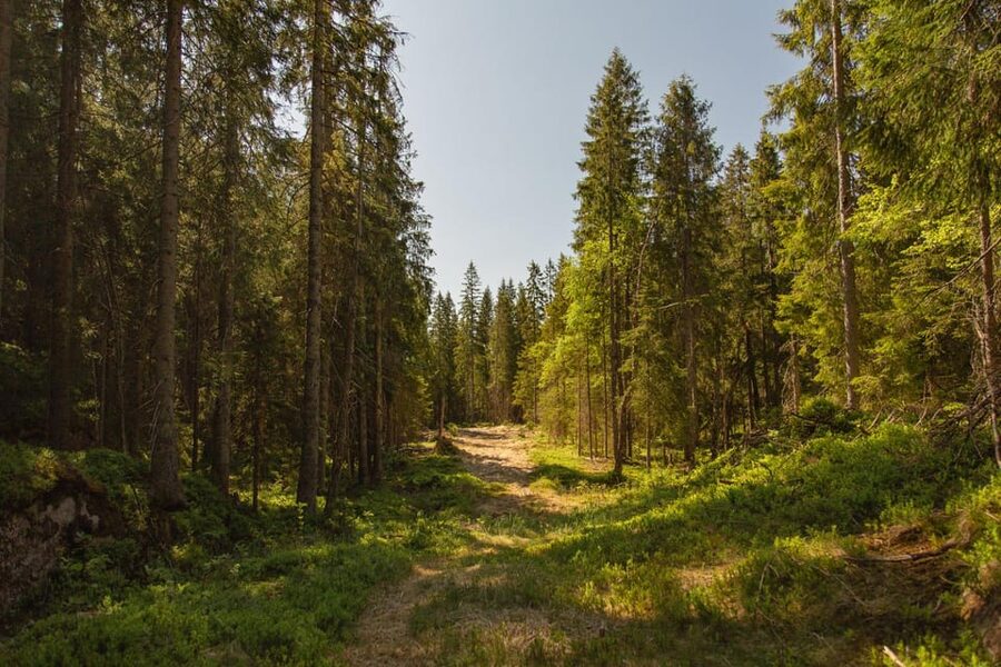 Oslo: The Spectacular Holmenkollen Walk - The 40-minute metro ride to Frognerseteren