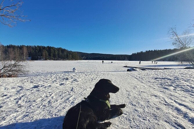 Oslo: Winter wonderland forest hike & campfire with a dog - Why the dog matters to the experience