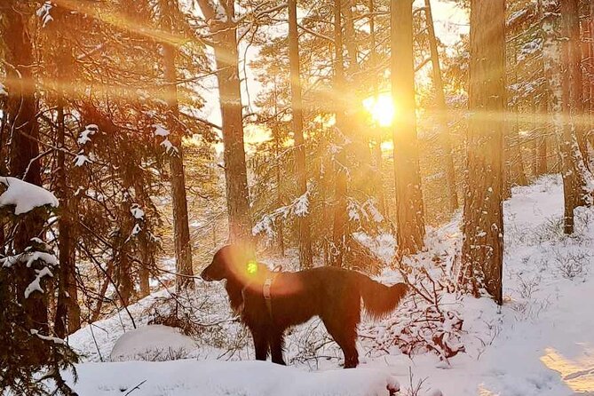 Oslo: Winter wonderland forest hike & campfire with a dog - Gjersjøen, waffles, and a proper pause