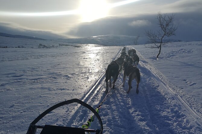 Privat sled trip with husky in the alta valley - Why this Alta husky trip feels personal
