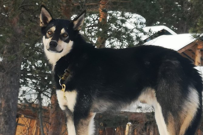 Privat sled trip with husky in the alta valley - The 45 to 60 minute run beside the Alta River