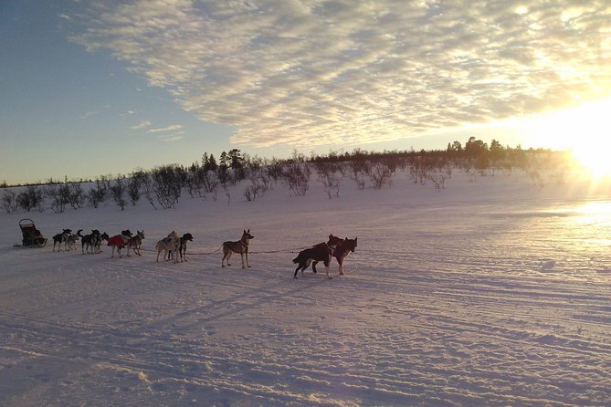 Privat sled trip with husky in the alta valley - Time with the huskies after the ride