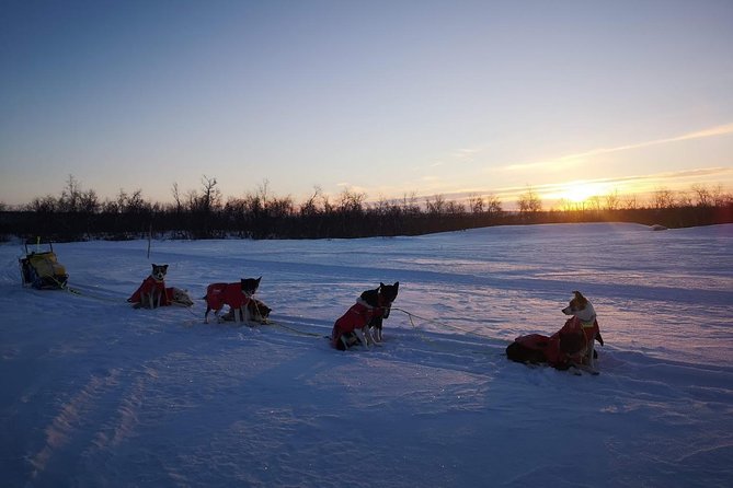 Privat sled trip with husky in the alta valley - What the $345.27 price means