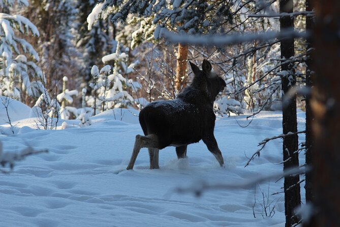 Private snowmobile day tours - A quiet chance to look for reindeer and moose