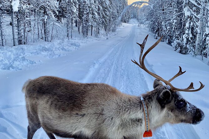 Private snowmobile day tours - What the $277.97 price really buys
