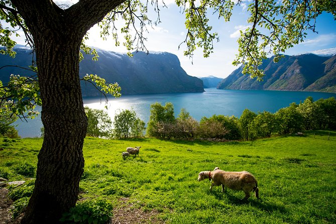Private tour, Bergen to Oslo - Nærøyfjord Cruise & Flåm Railway - Cruising the Nærøyfjord on the Future of the Fjords