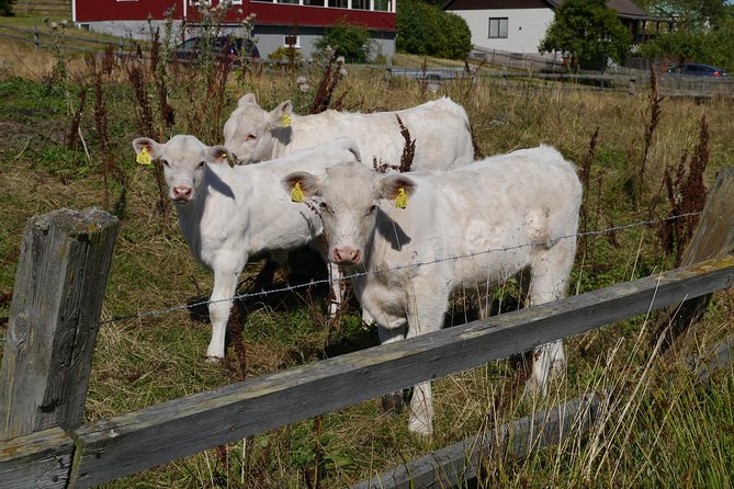 Private Tour: Swedish History Day Trip to World Heritage Candidate Markim-Orkesta from Stockholm - Husbyöhns Islandshästgård and Sweden’s living countryside