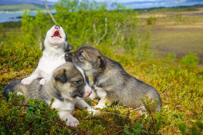 Puppy Training Experience at a Husky Farm in Tromso - A working morning at Tromsø Villmarkssenter