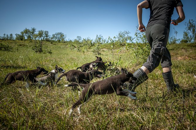 Puppy Training Experience at a Husky Farm in Tromso - Walking older huskies through the countryside