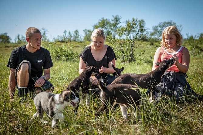 Puppy Training Experience at a Husky Farm in Tromso - What the price includes at $176.95