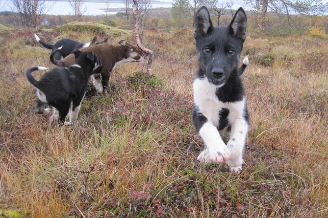 Puppy Training Experience at a Husky Farm in Tromso - Preparing food and meeting the kennel team
