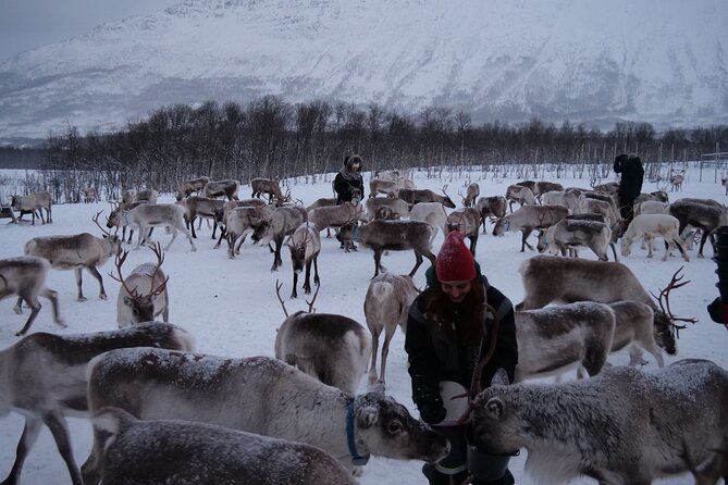 Reindeer Feeding and Sami Culture Afternoon Departure - Key points to know before booking