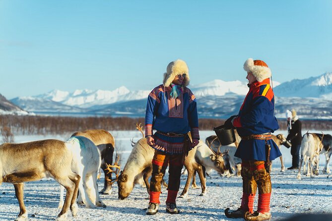 Reindeer Feeding and Sami Culture Afternoon Departure - Leaving Tromsø at 1 p.m.