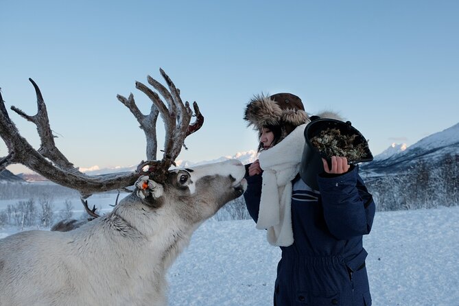 Reindeer Feeding and Sami Culture Afternoon Departure - Hearing Sami stories from the people who live them