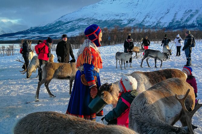 Reindeer Feeding and Sami Culture Afternoon Departure - Timing, cancellation, and practical planning