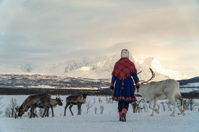 Reindeer Feeding and Sami Culture Afternoon Departure - Meeting the reindeer herd