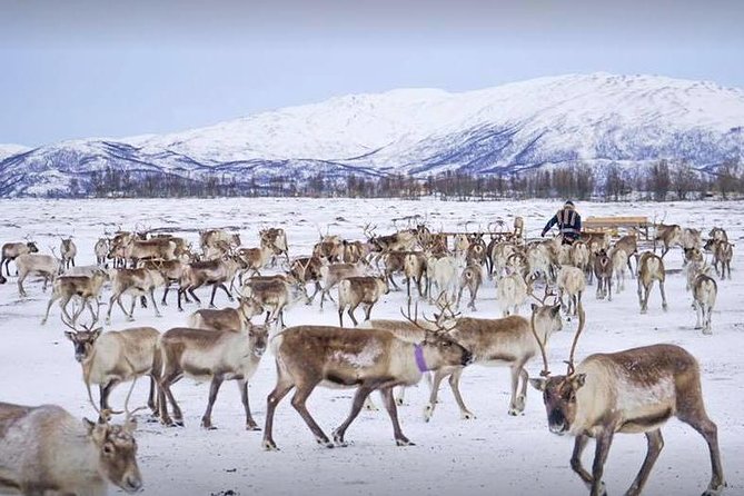 Reindeer Feeding and Sami Culture Including Lunch from Tromso - Key points to know before you book