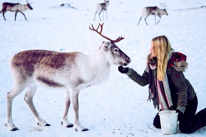 Reindeer Feeding and Sami Culture Including Lunch from Tromso - Meeting the herd of 300 reindeer