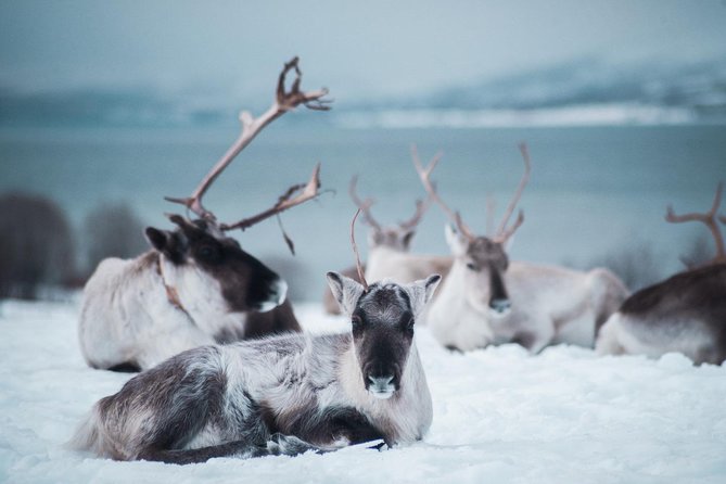 Reindeer Feeding and Sami Culture Including Lunch from Tromso - Sami storytelling, history, and joik