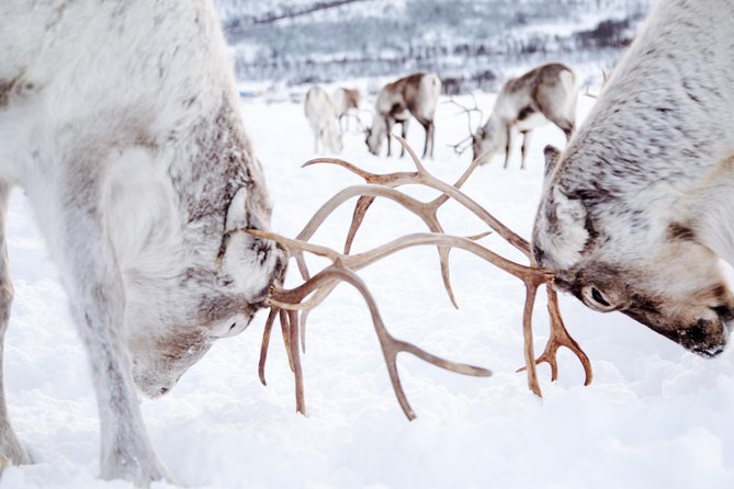 Reindeer Feeding and Sami Culture Including Lunch from Tromso - How the group size changes the experience