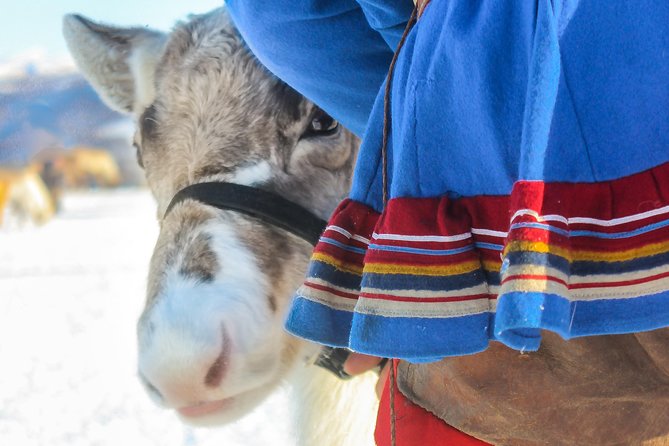 Reindeer Feeding and Sami Culture Including Lunch from Tromso - Lasso practice and the work of reindeer herding