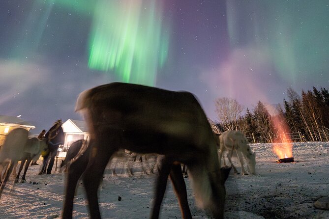 Reindeer Feeding and Sledding, Sami Storytelling Night Tour - From Tromsø to Lavangsdalen after dark
