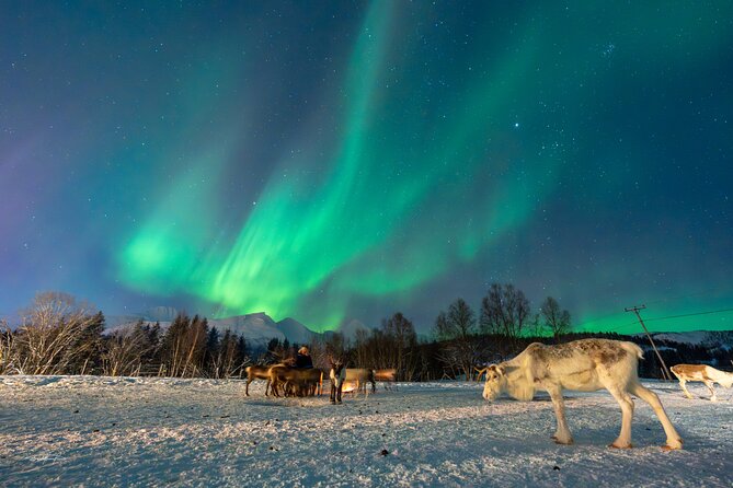 Reindeer Feeding and Sledding, Sami Storytelling Night Tour - Meeting the reindeer herd