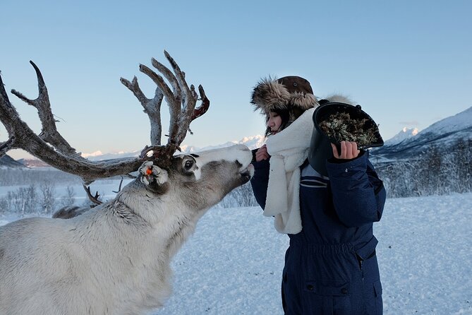 Reindeer feeding & Saami Culture - From Tromsø to the Lyngen Alps