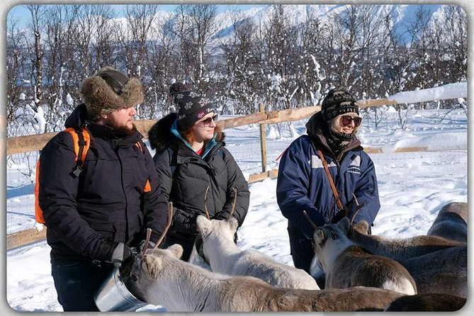 Reindeer feeding & Saami Culture - Learning from Kristian, Jon Mikkel, and the Sámi hosts