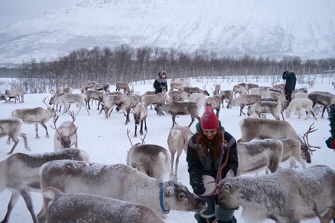 Reindeer feeding & Saami Culture - Timing, group size, and the value of $183.01