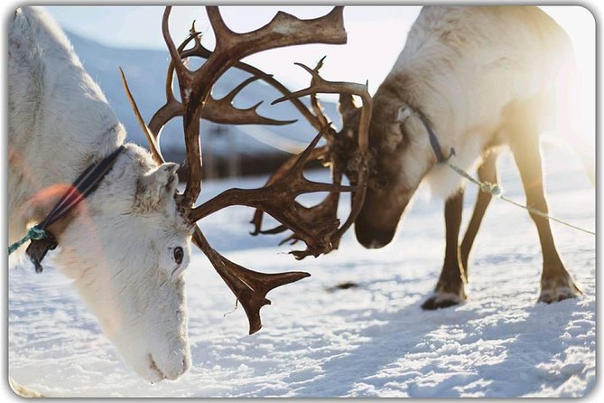 Reindeer feeding & Saami Culture - Who will enjoy this Tromsø excursion