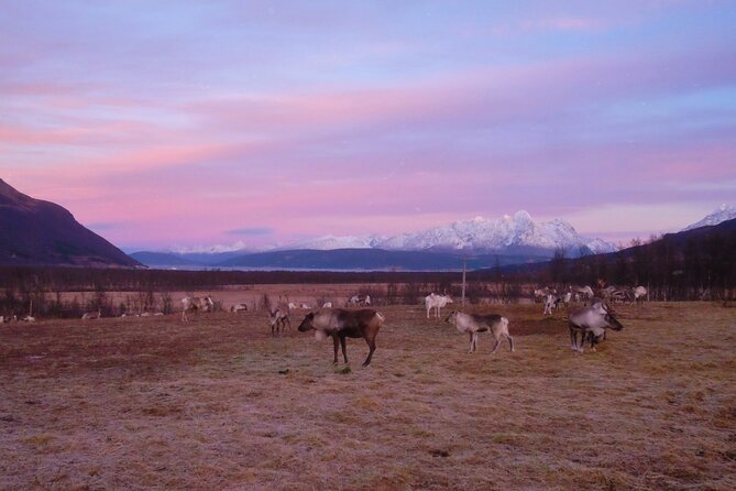 Reindeer feeding & Saami Culture with chance for Northern Lights - Learning about Sámi life from local hosts