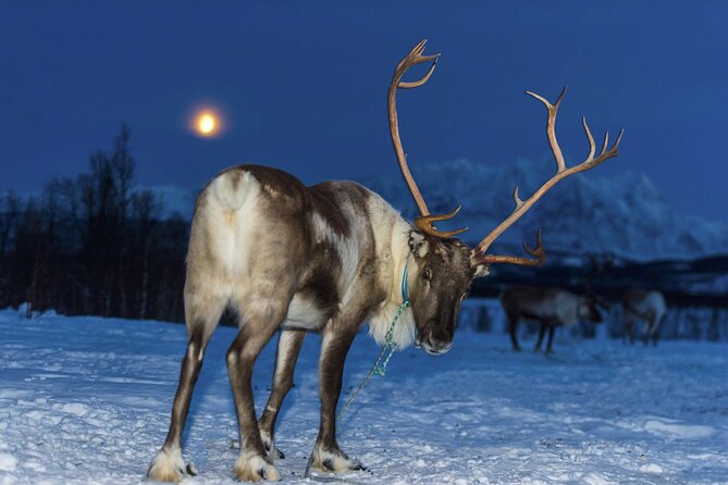 Reindeer feeding & Saami Culture with chance for Northern Lights - Who should book this Tromsø evening?