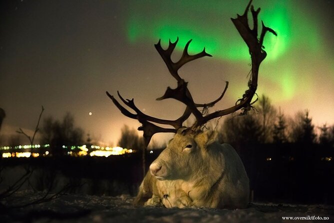 Reindeer feeding & Saami Culture with chance for Northern Lights - Inside the lavvu: stew, soup, and warmth
