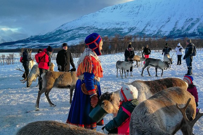 Reindeer feeding & Saami Culture - Meeting the reindeer at feeding time