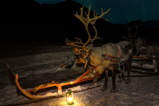 Reindeer Sledding and Feeding with Chance of Northern Lights Tromso - Leaving Tromsø for an Arctic evening