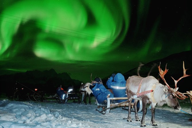 Reindeer Sledding and Feeding with Chance of Northern Lights Tromso - The 30-minute sleigh ride and its weather limits
