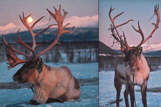 Reindeer Sledding and Feeding with Chance of Northern Lights Tromso - Looking for the Northern Lights outside Tromsø