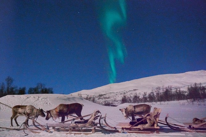 Reindeer Sledding and Feeding with Chance of Northern Lights Tromso - Crowds, toilets, and the practical side