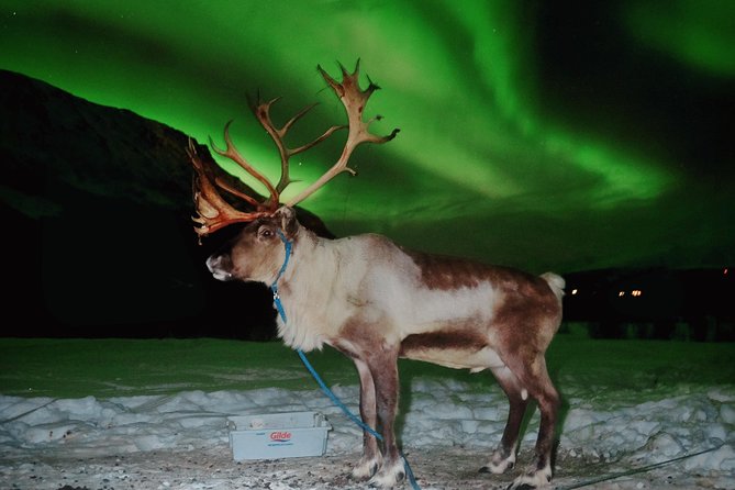 Reindeer Sledding and Feeding with Chance of Northern Lights Tromso - Is $235.73 good value?