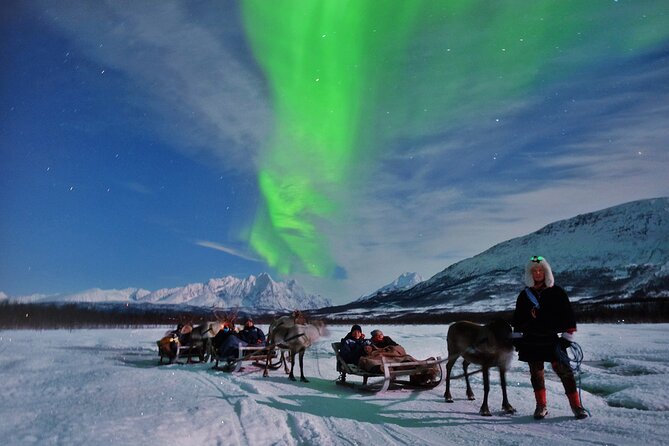 Reindeer Sledding and Feeding with Chance of Northern Lights Tromso - Feeding the reindeer in the pen