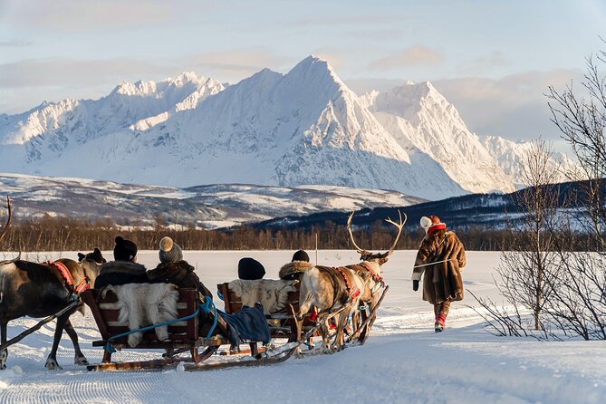 Reindeer Sledding and Feeding with Sami Culture in Tromso. - The 30-minute sled ride through snowy country
