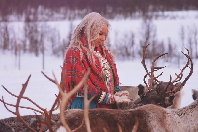 Reindeer Sledding and Feeding with Sami Culture in Tromso. - Reindeer stew, hot chocolate, and a warm break