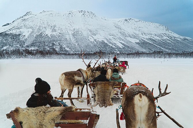 Reindeer Sledding and Feeding with Sami Culture in Tromso. - Timing, clothing, and practical comfort
