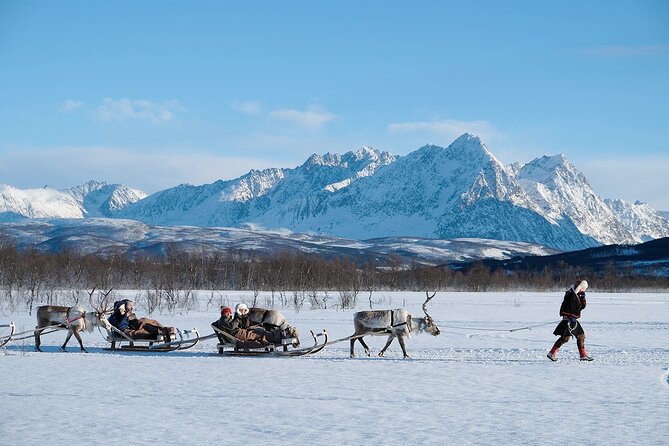 Reindeer Sledding and Feeding with Sami Culture in Tromso. - Who will enjoy this Tromsø excursion